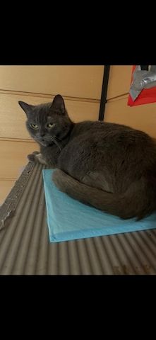 Deckkater.