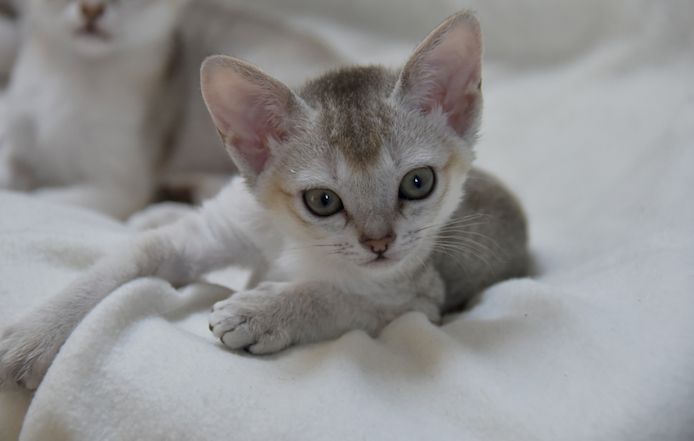 Singapura Kitten reinrassig zu verkaufen