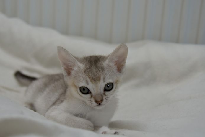 Singapura Kitten reinrassig zu verkaufen