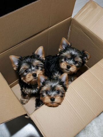 Yorkie-Welpen suchen ein neues Zuhause
