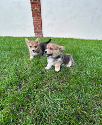 Corgi-Welpen suchen ein neues Zuhause