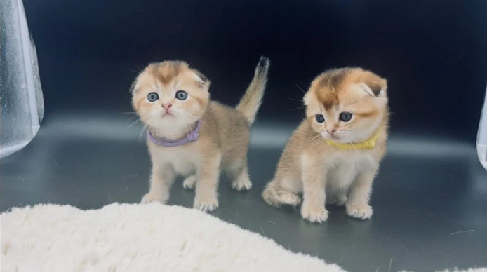 Scottish-Fold-Kätzchen suchen ein neues Zuhause