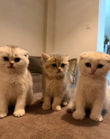 Scottish-Fold-Kätzchen suchen ein neues Zuhause