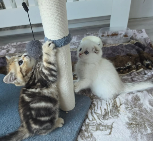 Scottish-Fold-Kätzchen suchen ein neues Zuhause