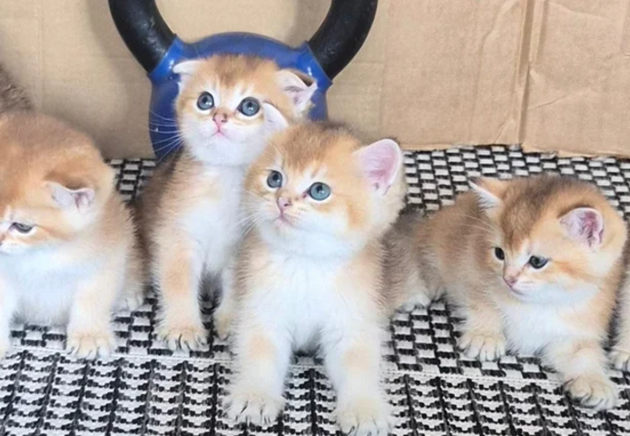 Scottish-Fold-Kätzchen suchen ein neues Zuhause