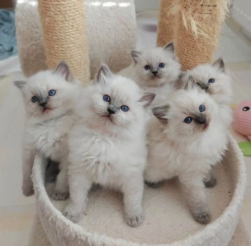 Ragdoll-Kätzchen suchen ein neues Zuhause