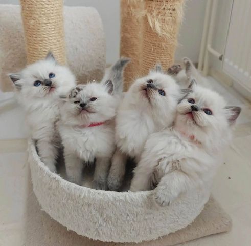 Ragdoll-Kätzchen suchen ein neues Zuhause