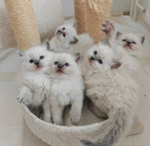 Ragdoll-Kätzchen suchen ein neues Zuhause