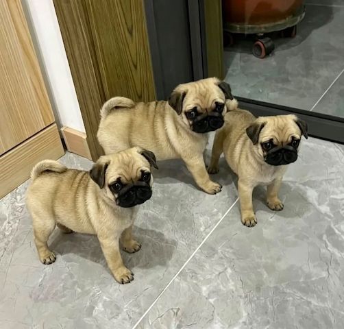 Mops-Welpen suchen ein neues Zuhause