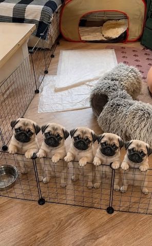 Mops-Welpen suchen ein neues Zuhause