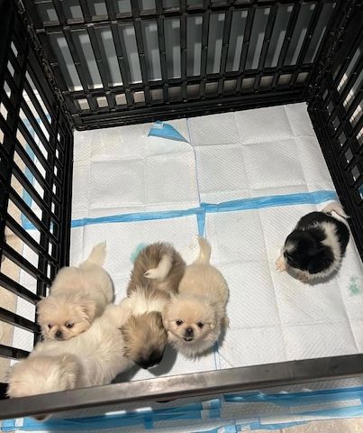 Pekingesen-Welpen suchen ein neues Zuhause