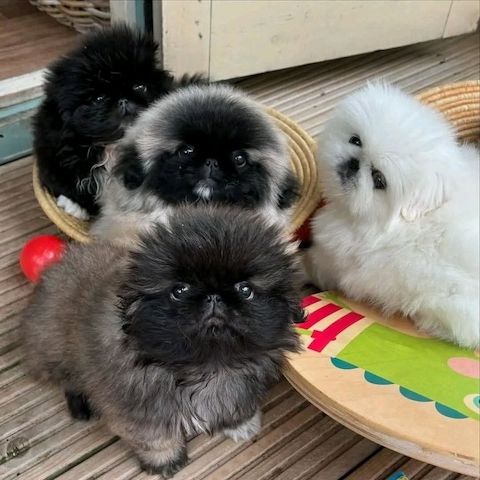 Pekingesen-Welpen suchen ein neues Zuhause