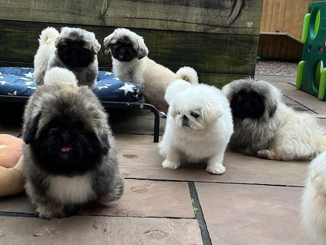 Pekingesen-Welpen suchen ein neues Zuhause
