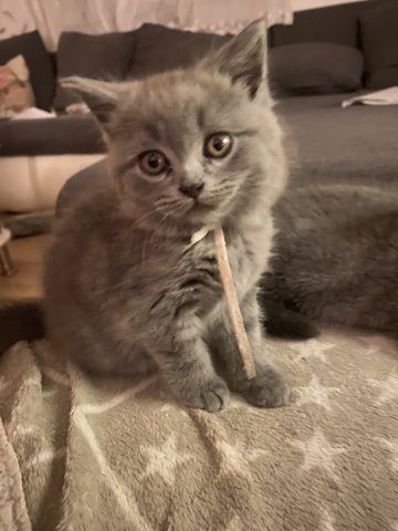 Kuschlige BKH-Kitten fast auszugsbereit