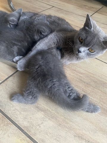 Kuschlige BKH-Kitten fast auszugsbereit