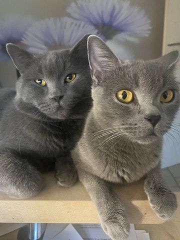 Kuschlige BKH-Kitten fast auszugsbereit