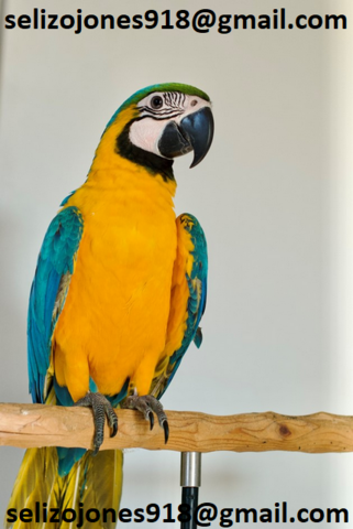 Kakadus & exotische Vögel