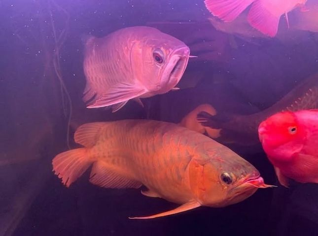 Arowana-Fische und verschiedene Arten zu verkaufen.