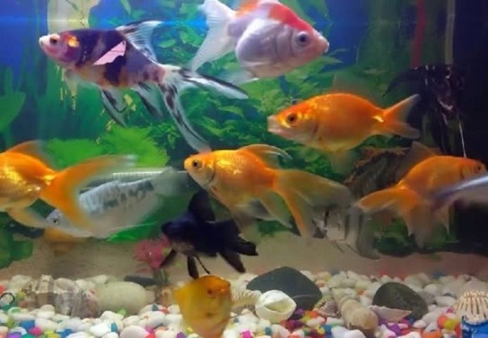 Arowana-Fische und verschiedene Arten zu verkaufen.