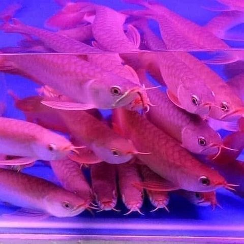 Arowana-Fische und verschiedene Arten zu verkaufen.