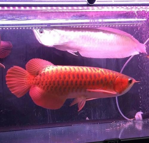 Arowana-Fische und verschiedene Arten zu verkaufen.