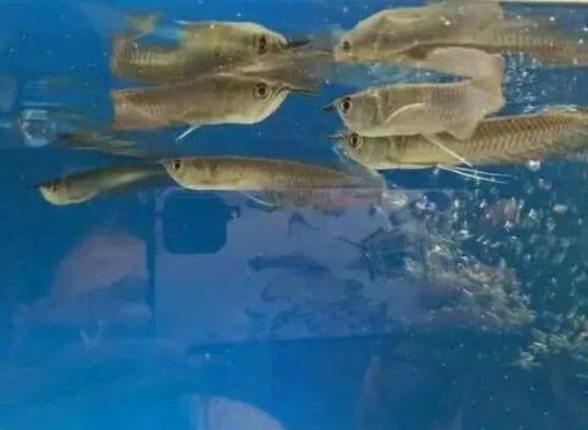 Arowana-Fische und verschiedene Arten zu verkaufen.
