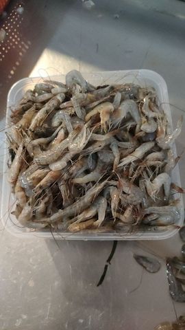 Arowana-Fische und verschiedene Arten zu verkaufen.