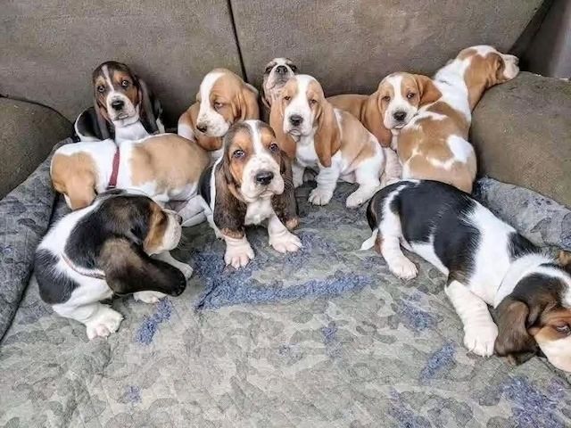 Basset-Hound-Welpen abzugeben