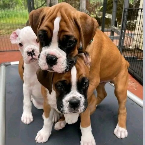 Boxer-Welpen suchen ein neues Zuhause