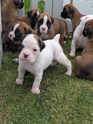 Boxer-Welpen suchen ein neues Zuhause