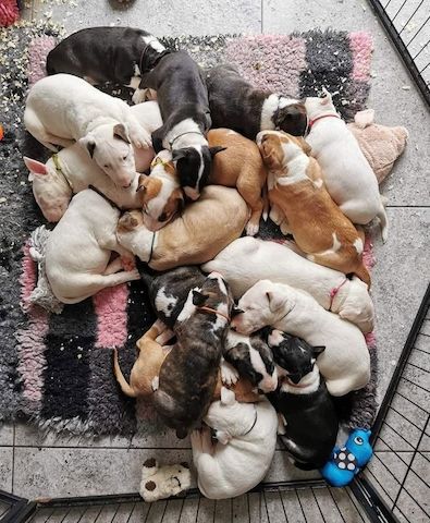 Bullterrier-Welpen suchen ein neues Zuhause