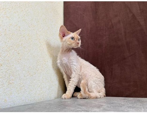 Gut sozialisierte Devon-Kätzchen zu verkaufen