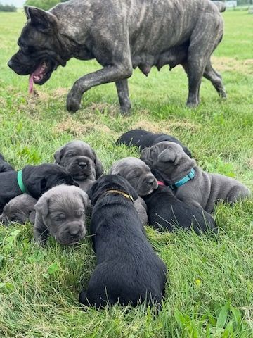 Cane-Corso-Welpen suchen ein neues Zuhause