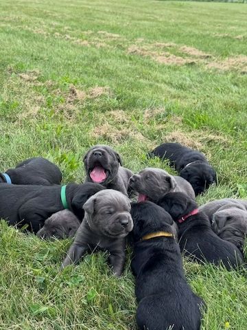 Cane-Corso-Welpen suchen ein neues Zuhause