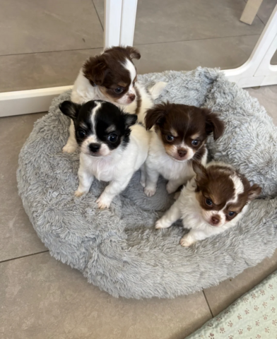 Chihuahua-Welpen suchen ein neues Zuhause