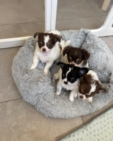 Chihuahua-Welpen suchen ein neues Zuhause