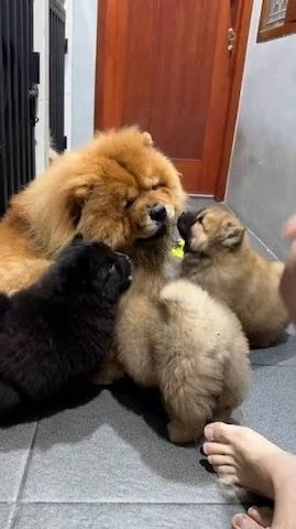 Chow-Chow-Welpen suchen ein neues Zuhause