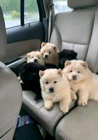 Chow-Chow-Welpen suchen ein neues Zuhause