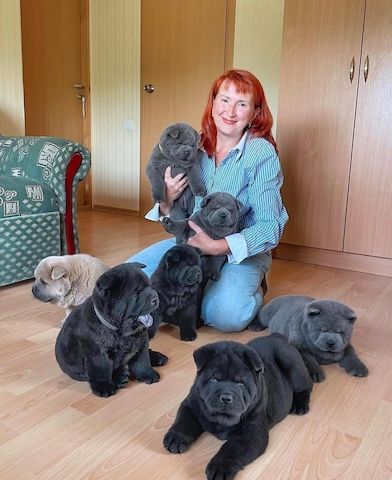Chow-Chow-Welpen suchen ein neues Zuhause