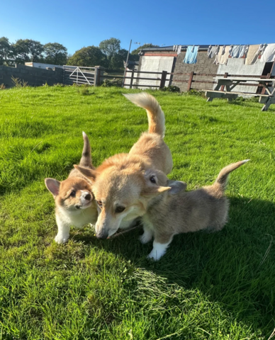 Corgi-Welpen suchen ein neues Zuhause