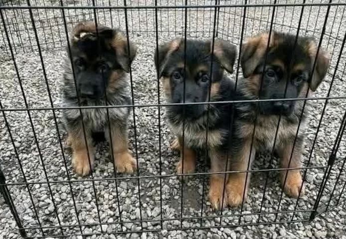 Schäferhund-Welpen suchen ein neues Zuhause