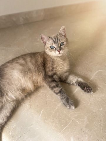 Kitty BKH Weiß Blaue Augen 1,5 Jahre