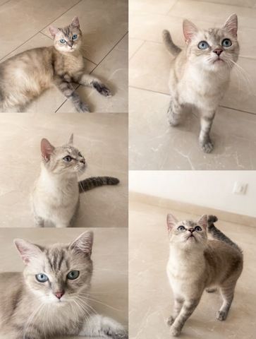 Kitty BKH Weiß Blaue Augen 1,5 Jahre