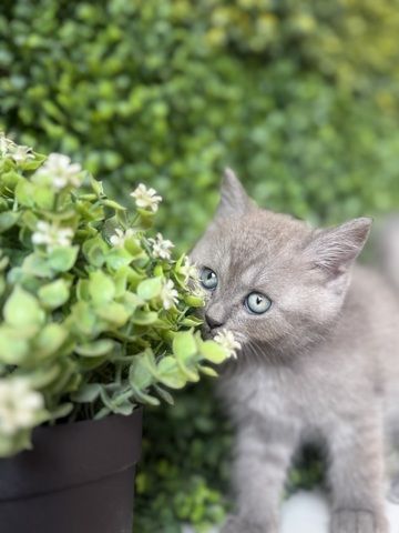 7 wunderschöne BKH und BLH Kitten 13 Wochen alt
