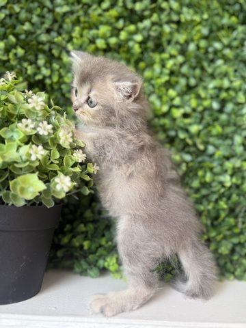 7 wunderschöne BKH und BLH Kitten 13 Wochen alt