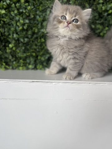 7 wunderschöne BKH und BLH Kitten 13 Wochen alt