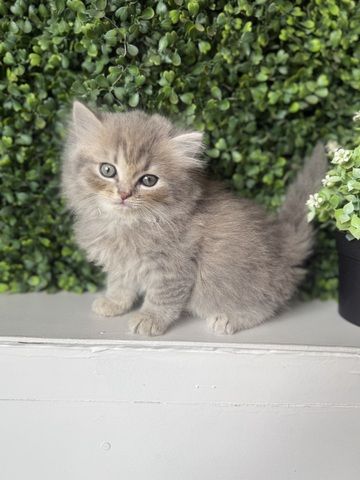 7 wunderschöne BKH und BLH Kitten 13 Wochen alt