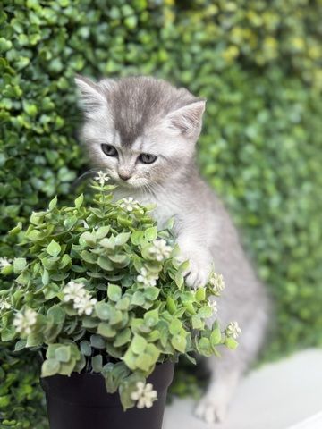 7 wunderschöne BKH und BLH Kitten 13 Wochen alt