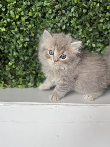 7 wunderschöne BKH und BLH Kitten 13 Wochen alt