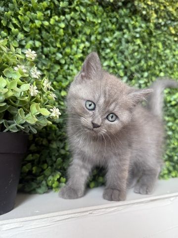 7 wunderschöne BKH und BLH Kitten 13 Wochen alt